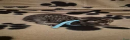 Mixed Breed cats for sale: Tabby kittens - Advert 2