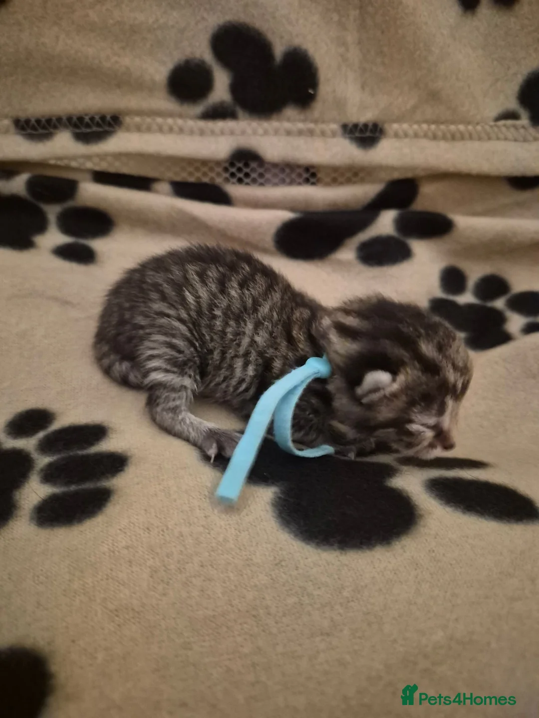 Mixed Breed cats for sale: Tabby kittens - Advert 2