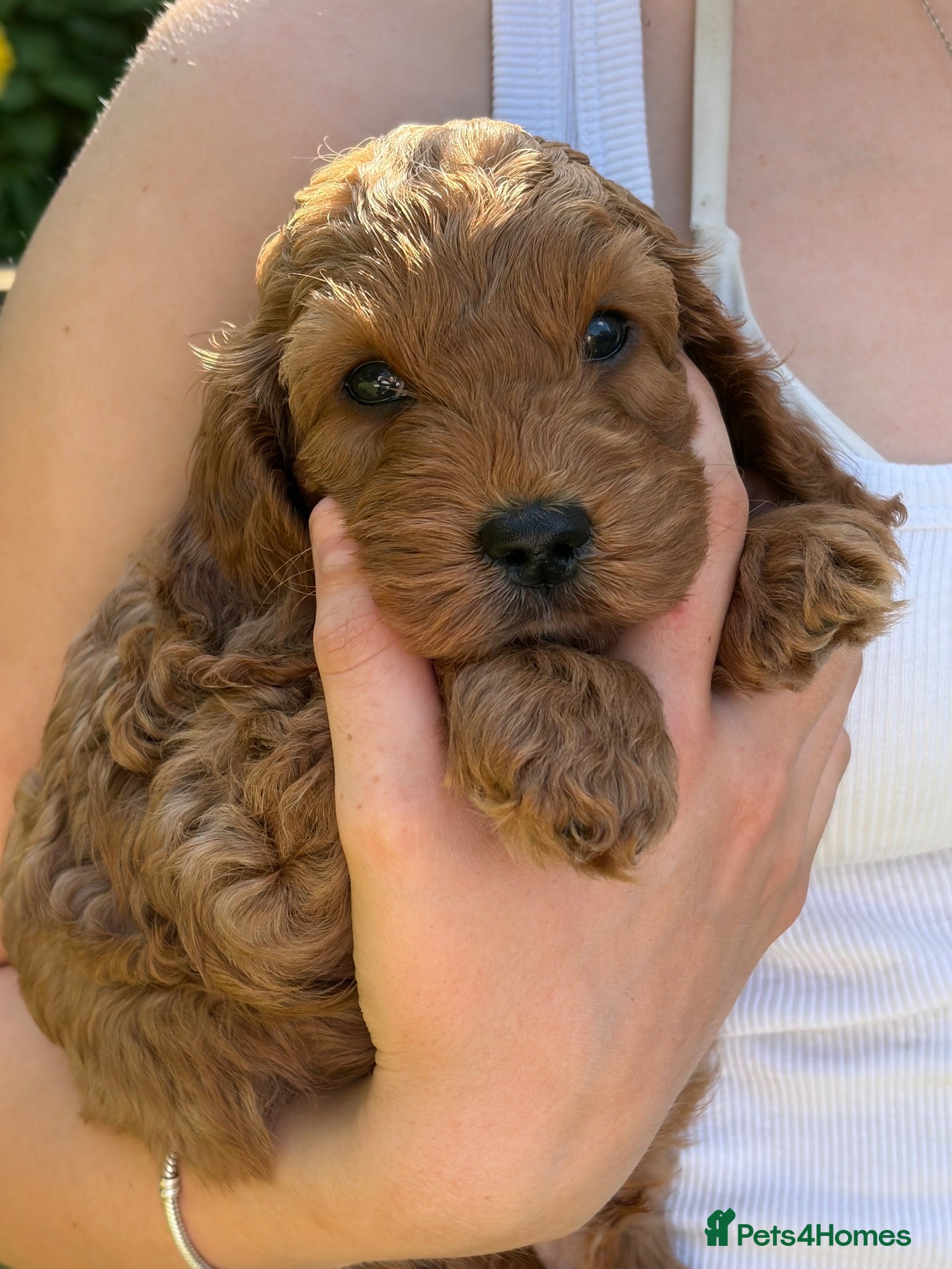 Cockapoo dogs 🐾 Bonfire Night Puppies🐾 - Advert 2