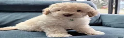 Cavapoo dogs for sale: 💙READY NOW💙  male cavapoo FHT  - Advert 5