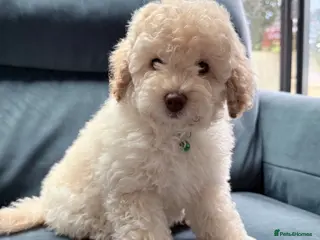 Cavapoo dogs Stunning white toy cavapoo FHT - Advert 1