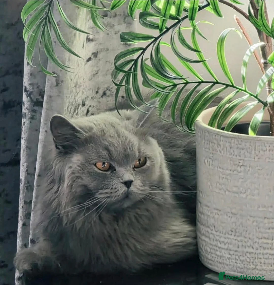 British Longhair cats for sale: GCCF Champion British Longhair Female Active  - Advert 2