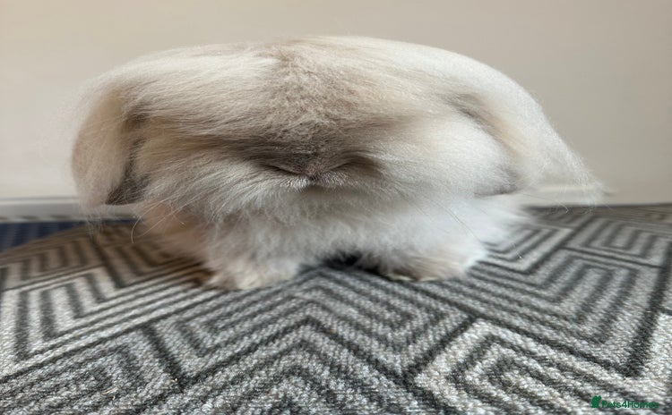 Mini Lion Lop rabbits - Advert 1