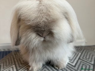 Mini Lion Lop rabbits - Advert 2