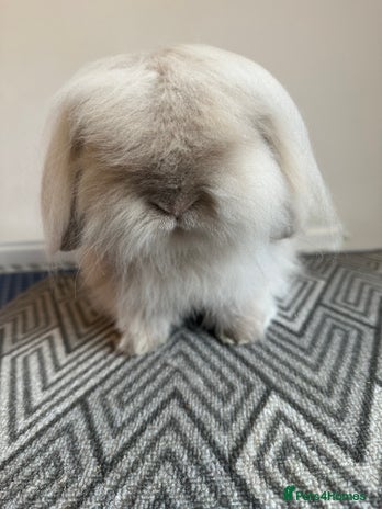 Mini Lion Lop rabbits - Advert 1
