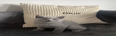 British Shorthair 3