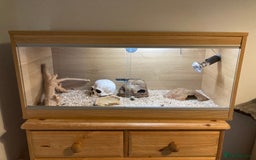 Leopard Gecko reptiles for sale: Leopard gecko and vivarium plus hides  - Image 3