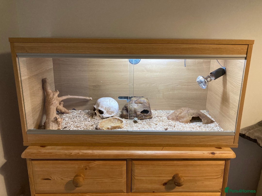 Leopard Gecko reptiles for sale: Leopard gecko and vivarium plus hides  - Image 3