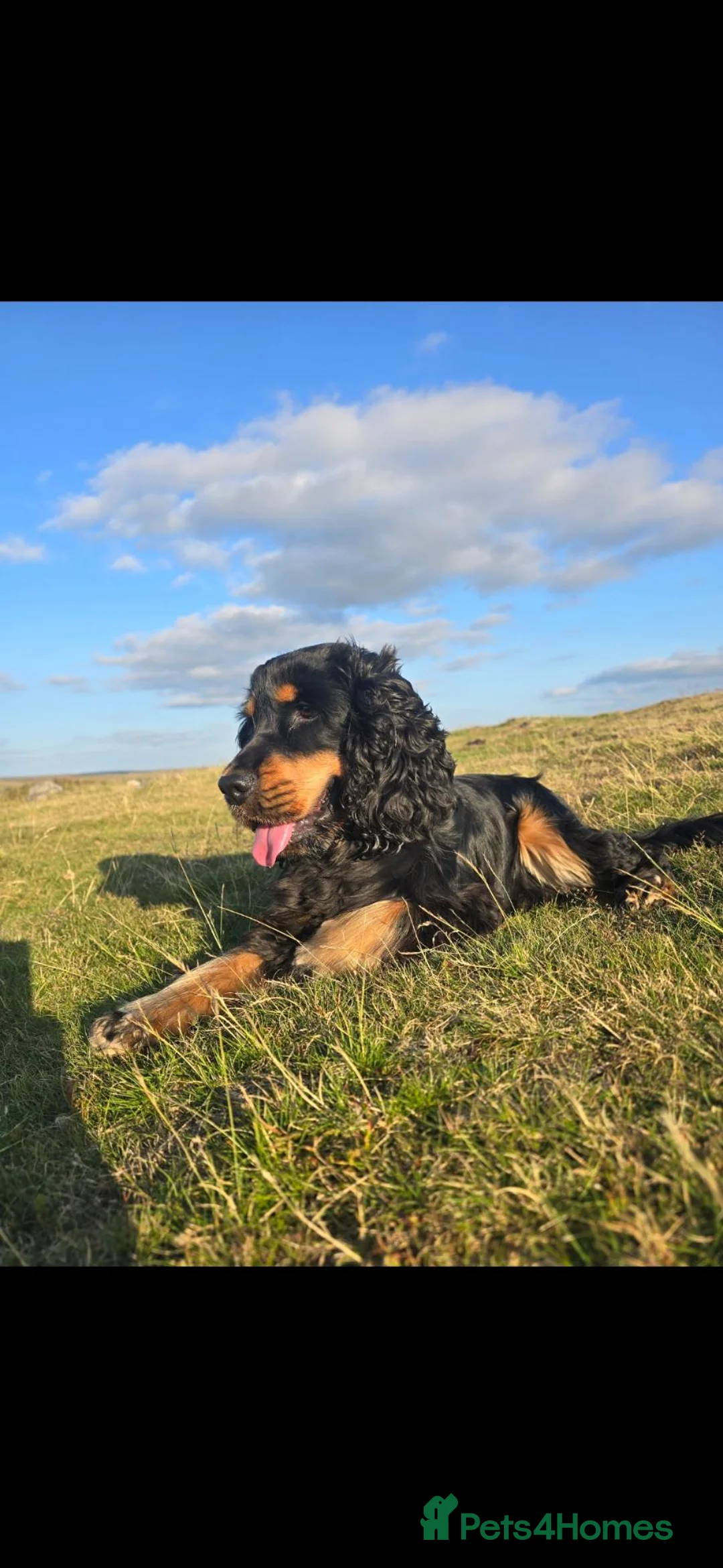 American Cocker Spaniel dogs for sale: Dougie American show cocker  - Advert 3