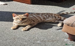 Bengal cats for sale: Pure Bengal to a loving home - Image 4