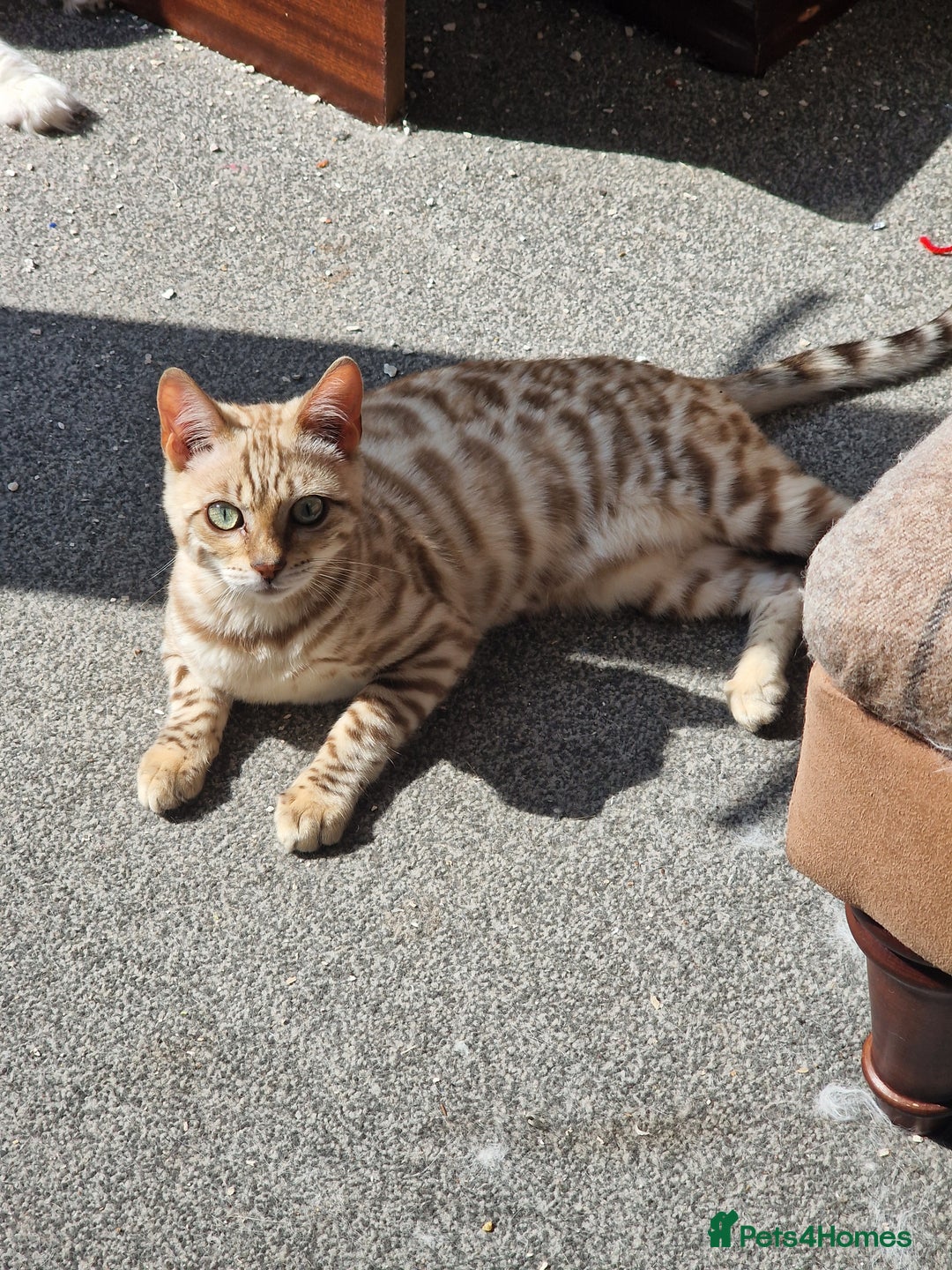 Bengal cats for sale: Pure Bengal to a loving home - Image 4