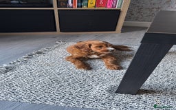 Cavapoo dogs for sale: Cavapoo 9weeks old - Image 1