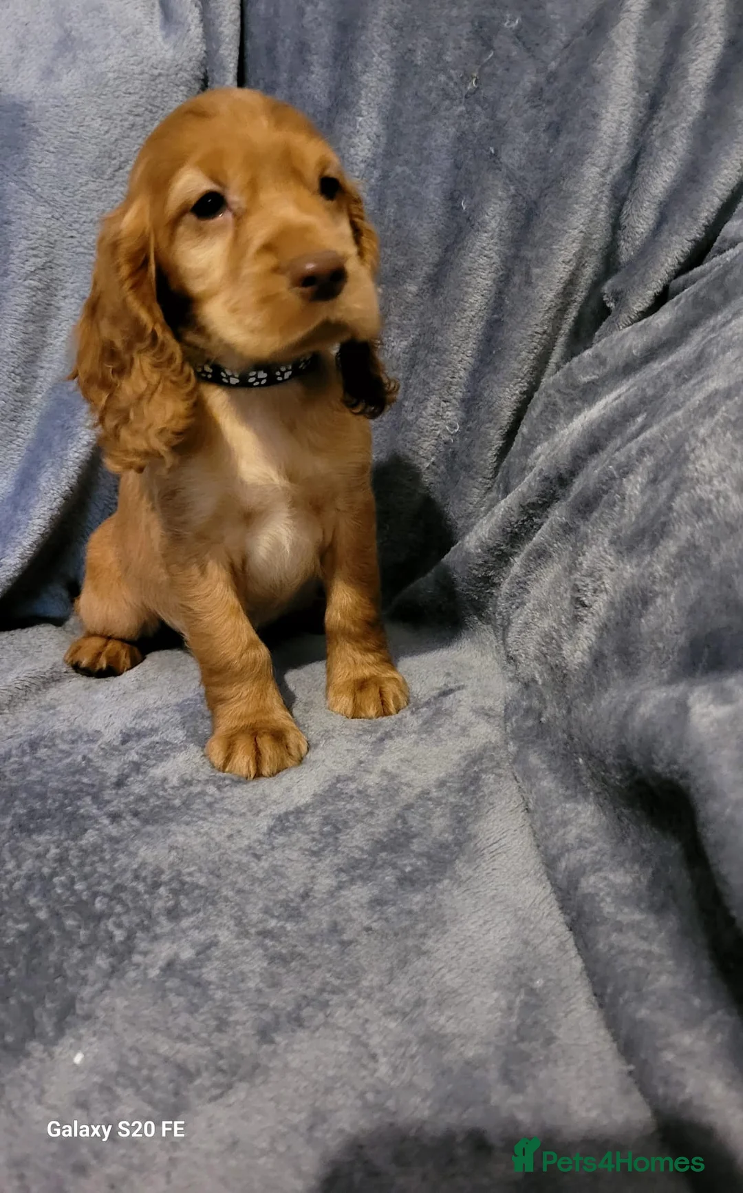 Cocker Spaniel dogs for sale: 7 lovely pups - Advert 2
