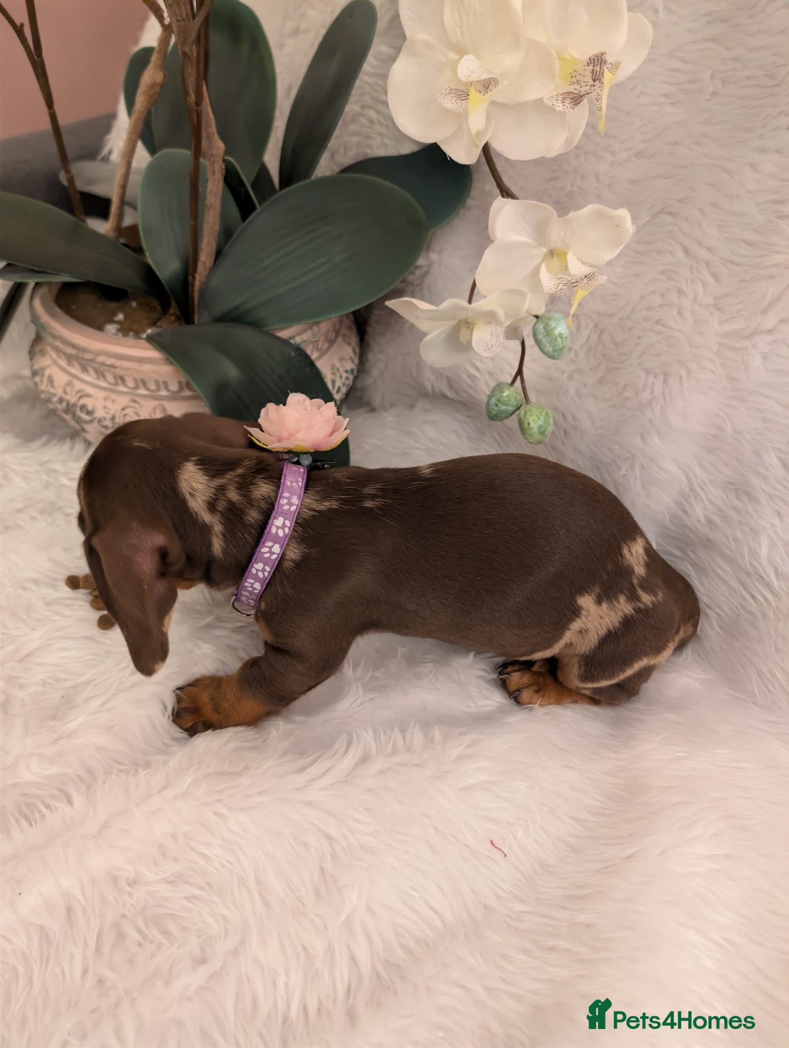 Miniature Dachshund dogs Miniature Dachshund Ready Now - Advert 1