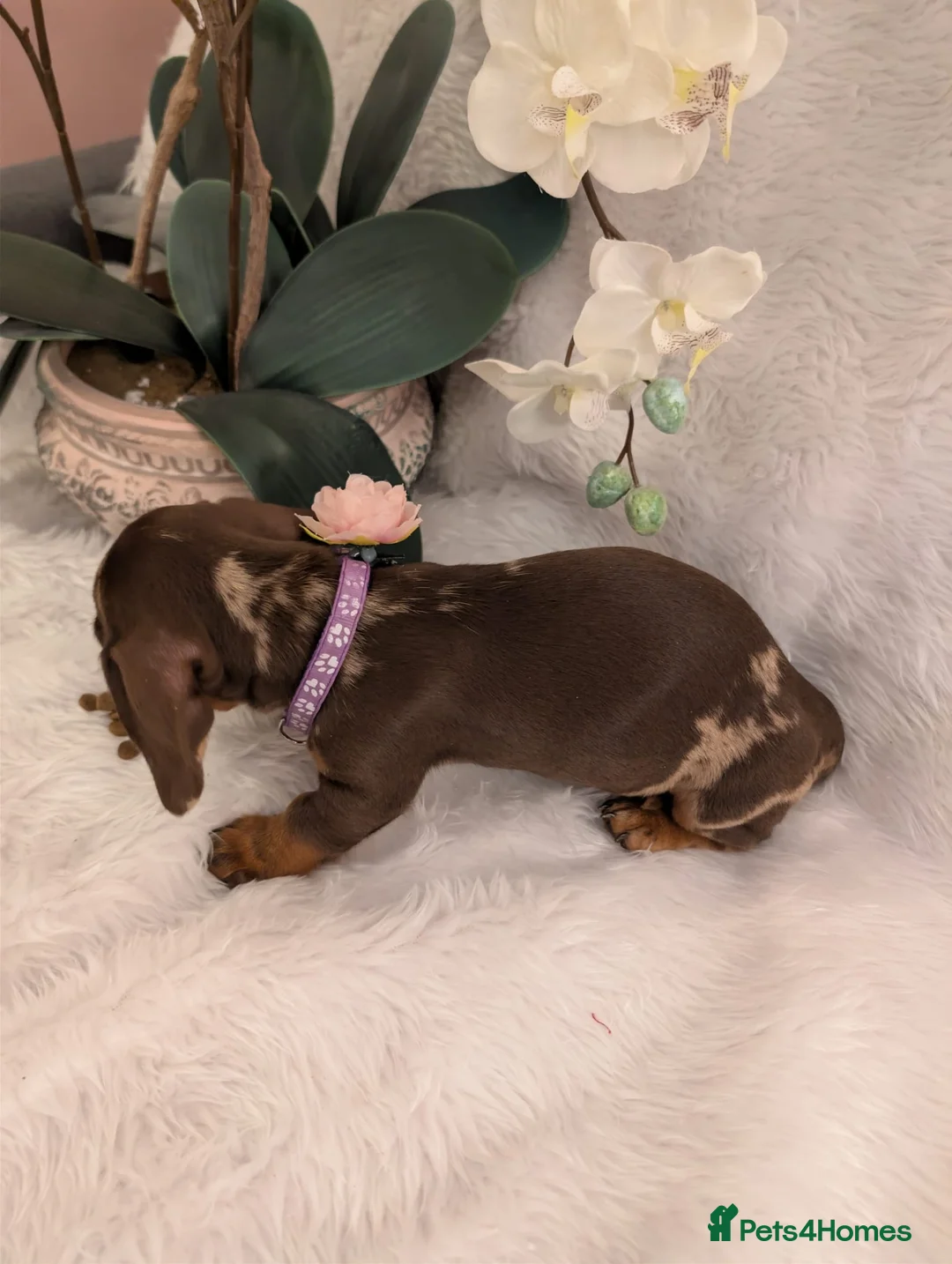 Miniature Dachshund dogs for sale: Miniature Dachshund Ready Now - Advert 1