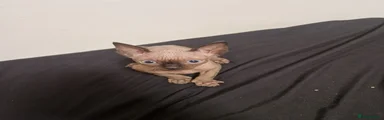 Sphynx Kitten 2