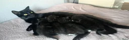 Mixed Breed cats for sale: Lovely little boy kitten  - Advert 4