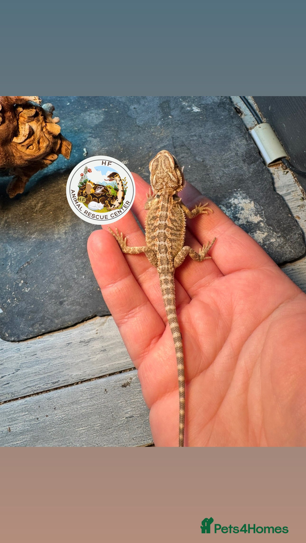 Bearded Dragon reptiles Bearded dragons babies -  possible full setup - Advert 3