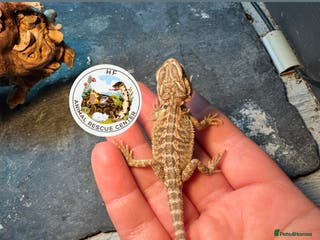 Bearded Dragon reptiles Bearded dragons babies - possible full setup - Advert 16