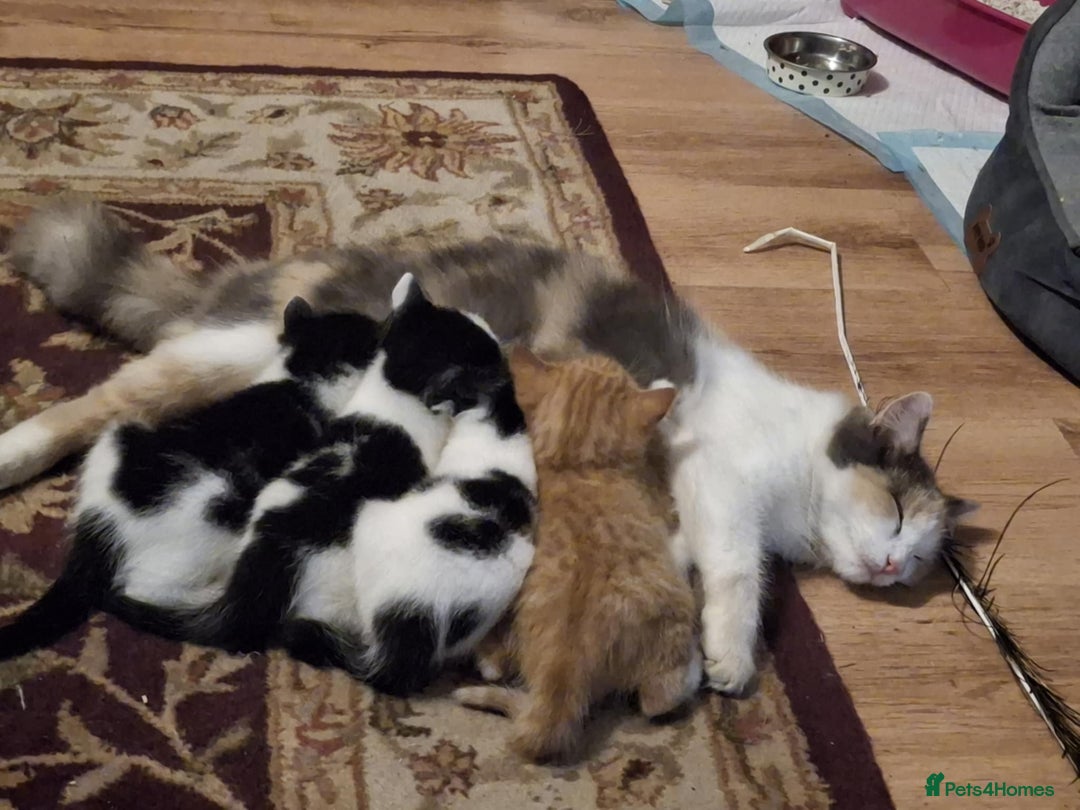 Mixed Breed cats for sale: gorgeous kittens looking for their forever homes! - Image 1