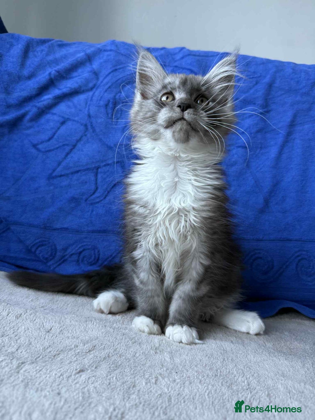 Maine Coon cats for sale: Maine coon girl - Advert 12