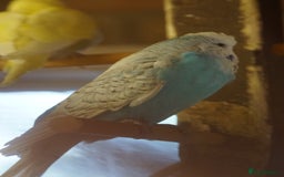 Budgerigars birds for sale: Budgies  - Image 11