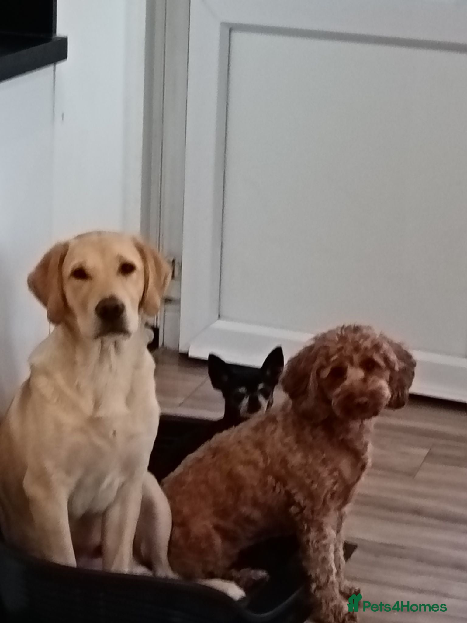 Labrador Retriever dogs 8 month old labrador Retriever  - Advert 4