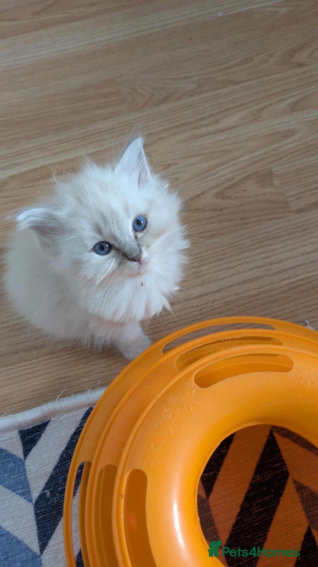 Ragdoll cats Stunning Ragdoll Kittens - TICA Registered  - Advert 2
