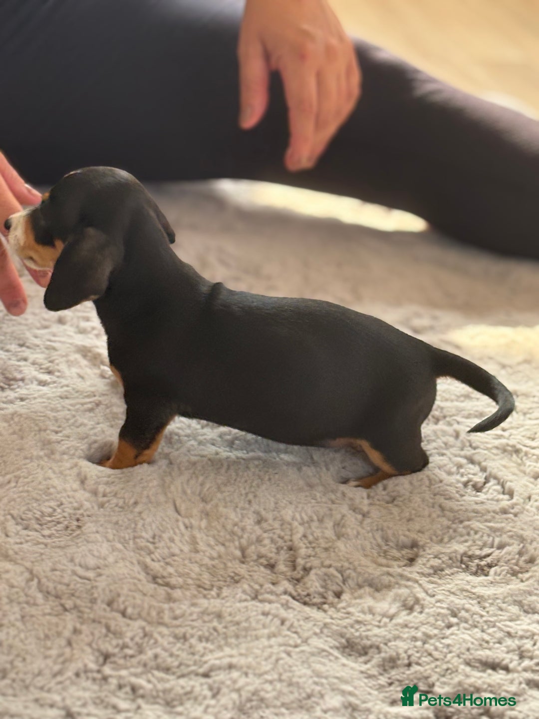 Miniature Dachshund dogs for sale: minature dachshund puppies available  - Image 7