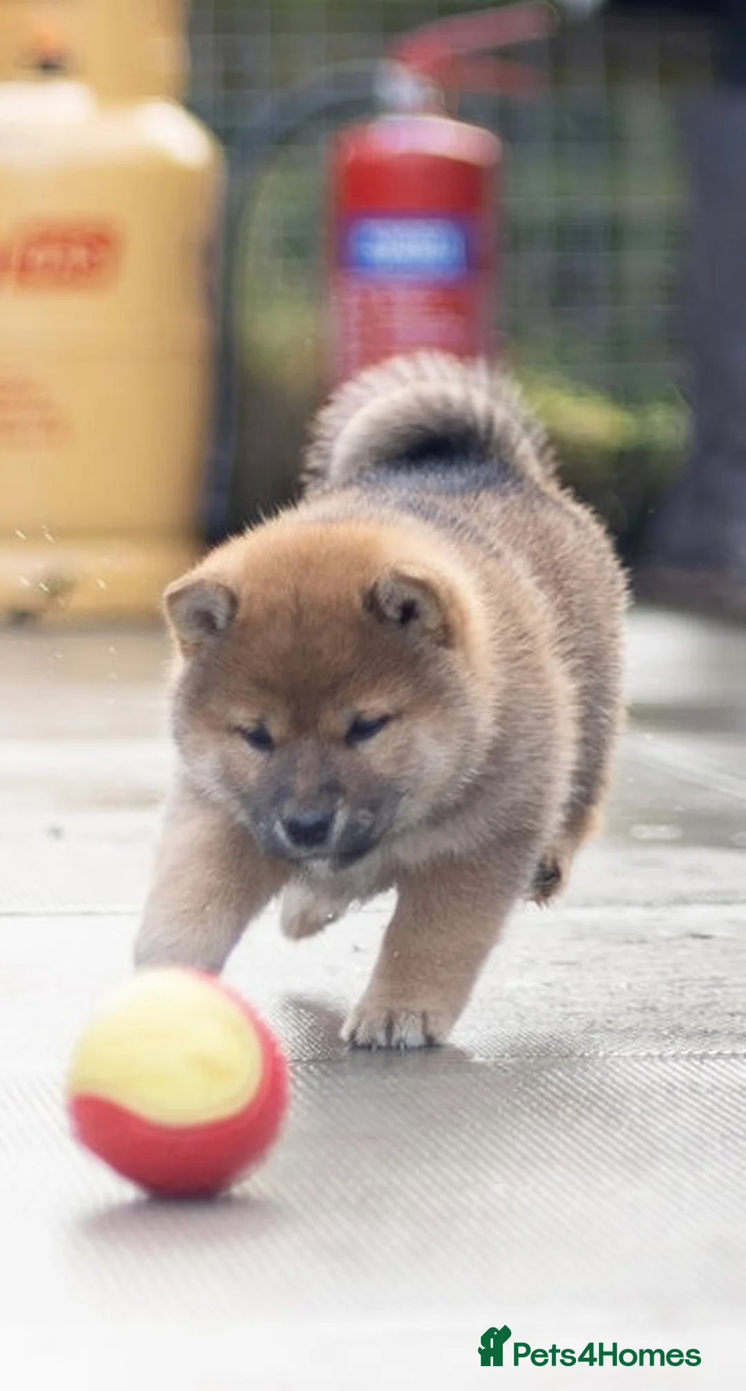 Japanese Shiba Inu dogs for sale: ❤️ Fall in Love with a Shiba Girl — Reduced Price - Advert 33