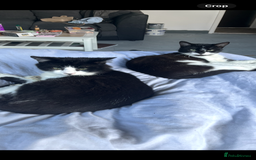 Mixed Breed cats for sale: Gorgeous brother and sister for sale - Image 1