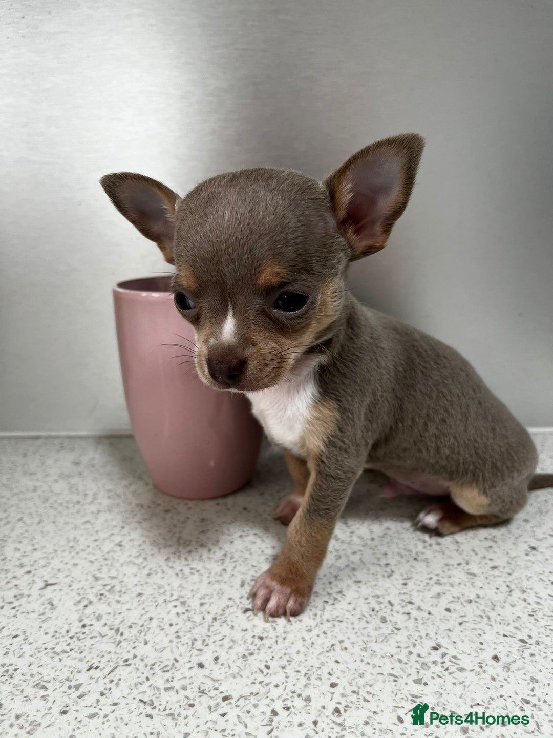Chihuahua dogs for sale: Beautiful Chihuahua Puppies – Ready This Sunday - Image 4