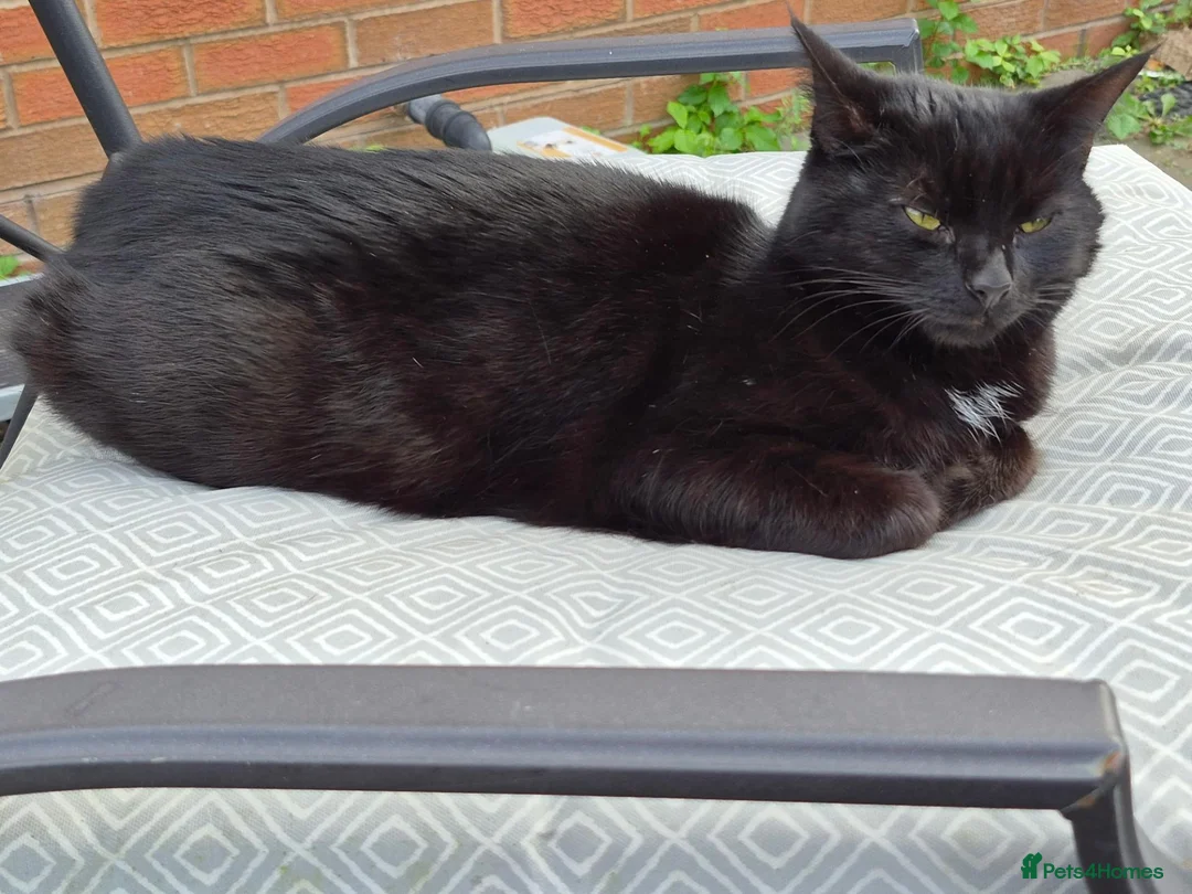 Mixed Breed cats for sale: Luna and Tiger in Bridgnorth - Advert 1
