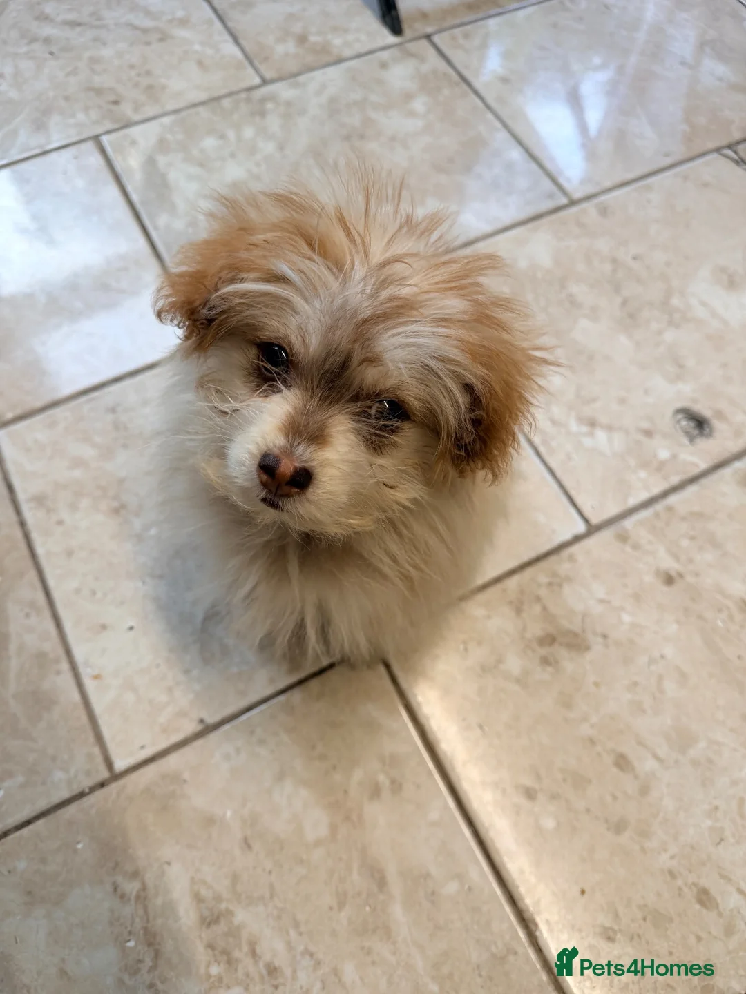 Mixed Breed dogs for sale: Toy poodle, pomeranian, husky in London - Advert 2