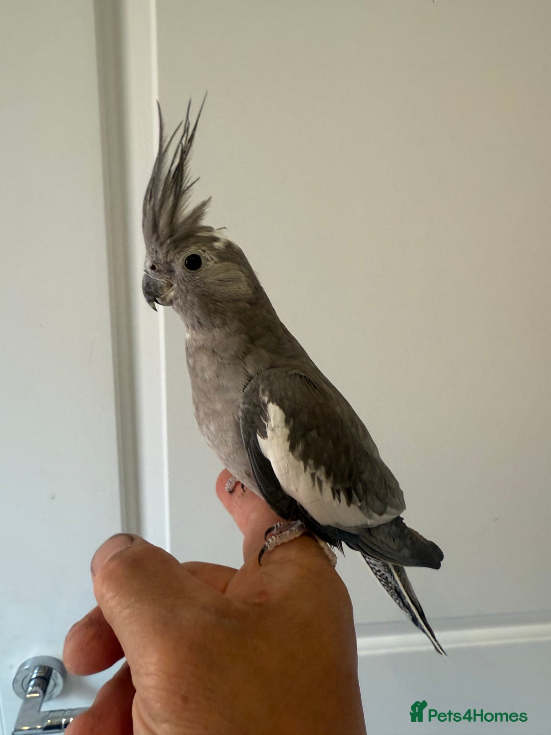 Cockatiels birds for sale: BEAUTIFUL BABY COCKATIEL BIRDS VARIOUS COLOURS  - Image 4