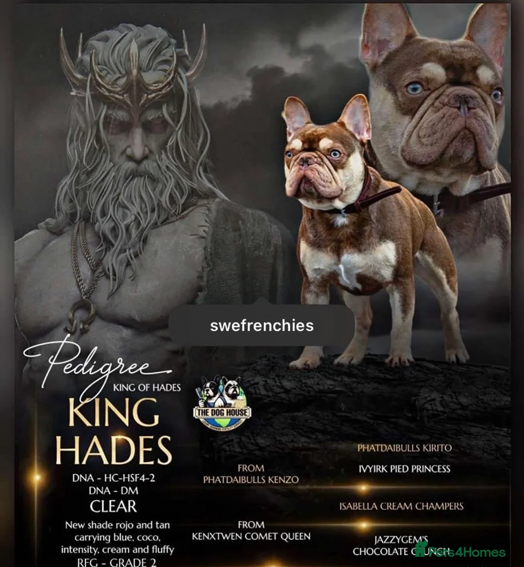 French Bulldog dogs for sale: New shade carriers French bulldog puppies  - Advert 2