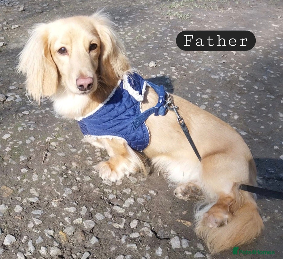 Miniature Dachshund dogs for sale: Sausage-shaped bundles of joy ❤️🌭 - Image 10