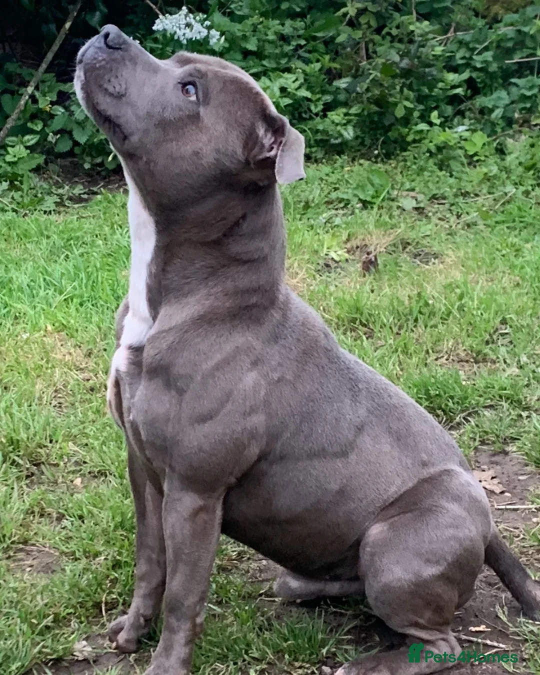 Staffordshire Bull Terrier dogs for stud: KC REGISTERED BLUE BOY FOR STUD in Par - Advert 10