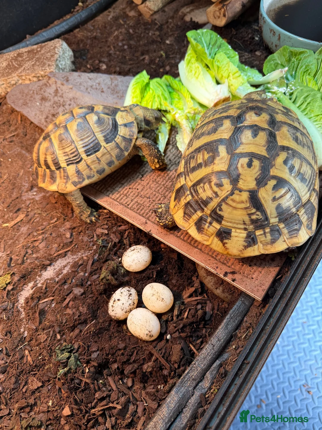 Hermann Tortoise reptiles for sale: Pair of Hermann's Tortoises set up available  - Advert 1