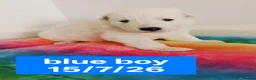 White Swiss Shepherd dogs for sale: Stunning KC reg long-coated White Swiss Shepherd - Advert 5