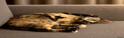 Mixed Breed cats for adoption: Siren - Advert 7