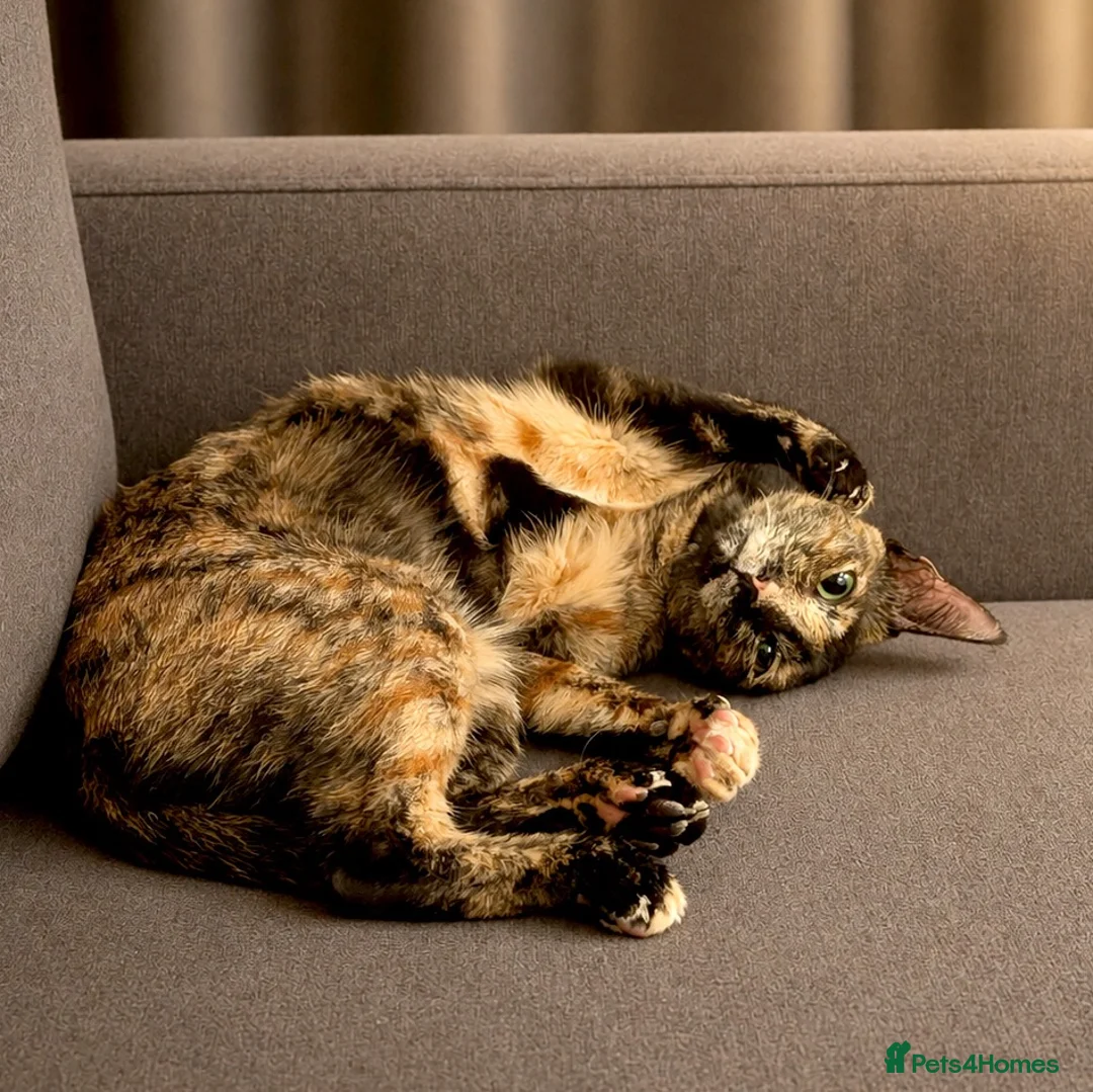 Mixed Breed cats for adoption: Siren - Advert 7