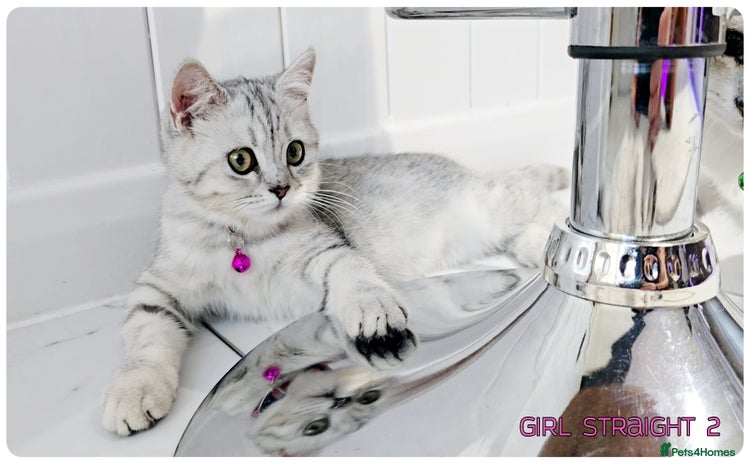 Scottish Fold cats - Advert 15