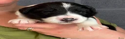 Border Collie dogs for sale: Outstanding Border Collie Puppies - Advert 3