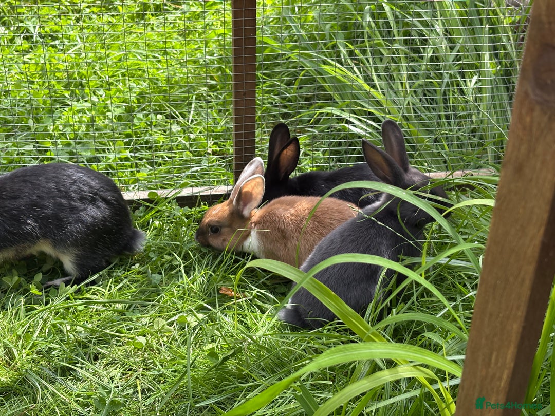 Mixed Breed rabbits for sale: Rex-lop cross bunnies only 3 left - Image 10
