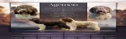 Spanish Water Dog dogs for sale: Spanish water dog  - Advert 1