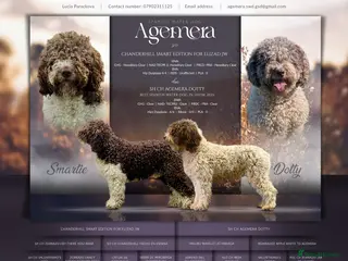 Spanish Water Dog dogs Spanish water dog - Advert 3
