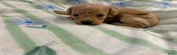 Cavapoo dogs for sale: Beautiful litter of cavapoo - Advert 28