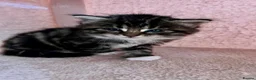 Siberian cats for sale: Three Very Fluffy Kittens!  - Advert 5
