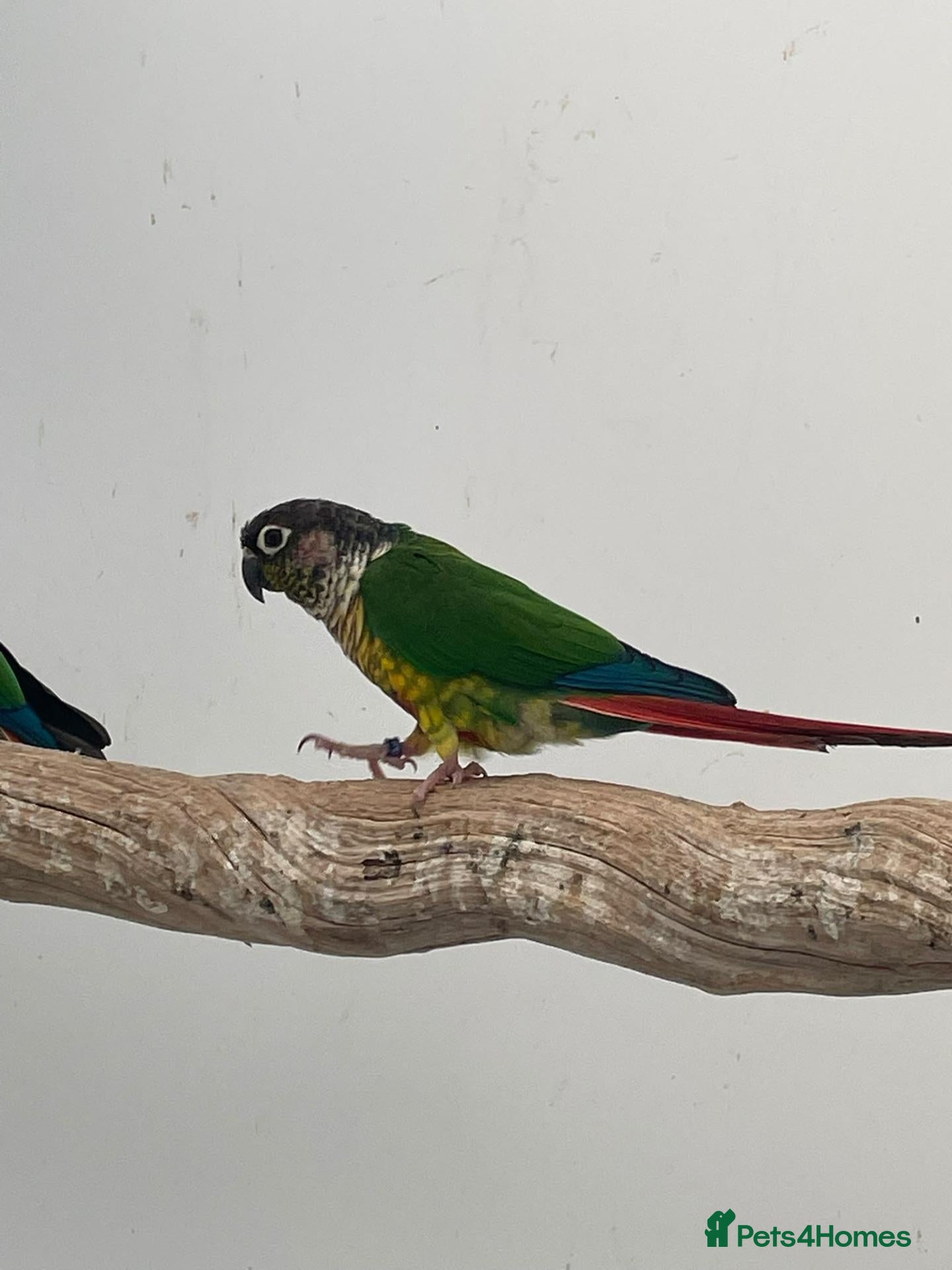 Conures birds for sale: Proven breeding conure pair  - Advert 1